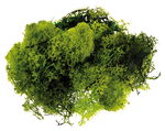 MOUSSE D'ISLANDE NATURELLE VERT POMME /250G