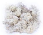 MOUSSE D'ISLANDE NATURELLE /50G