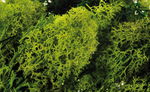 MOUSSE D'ISLANDE NATURELLE VERT POMME /50G