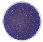 Rocailles transparent (2,6 mm), 20 g marineblau
