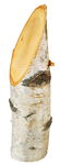 Birkenst�mmchen (ca. 4 -  6 cm, 15 cm lang)